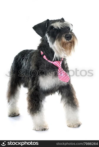 puppy miniature schnauzer in front of white background