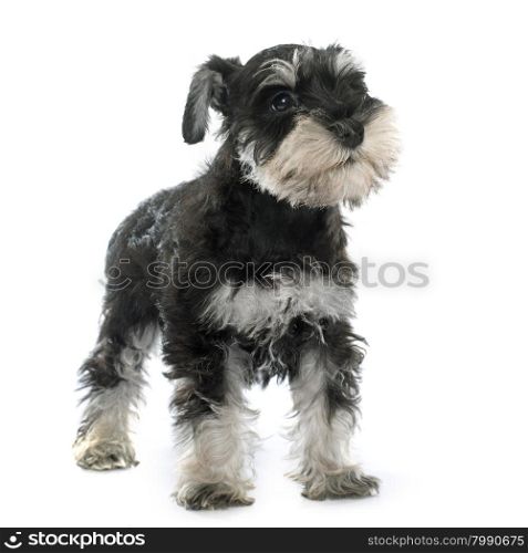 puppy miniature schnauzer in front of white background