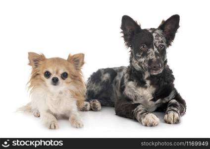 puppy mudi and chihuahua in front of white background