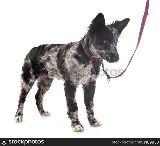 puppy mudi in front of white background