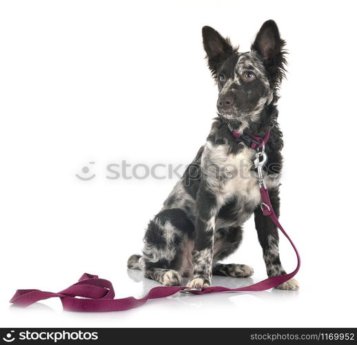 puppy mudi in front of white background