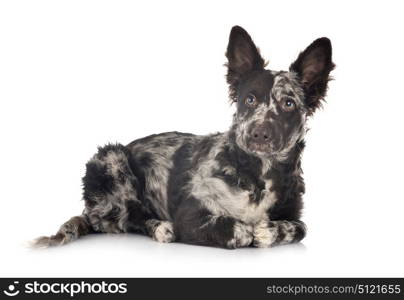 puppy mudi in front of white background