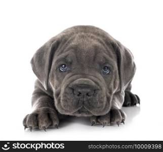 puppy Neapolitan Mastiff in front of white background