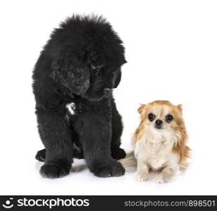 puppy newfoundland dog and chihuahua in front of white background
