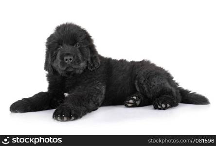 puppy newfoundland dog in front of white background