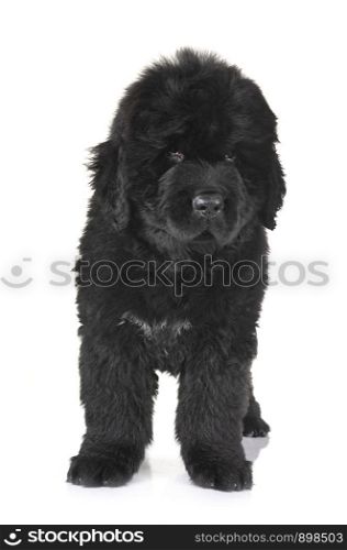 puppy newfoundland dog in front of white background