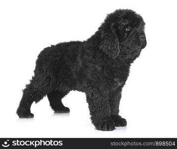 puppy newfoundland dog in front of white background