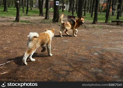 Puppy of Akita Inu and German Shepherd Dog introducing each other in public park