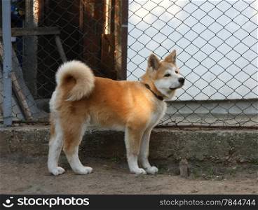Puppy of great Japanese dog Akita Inu