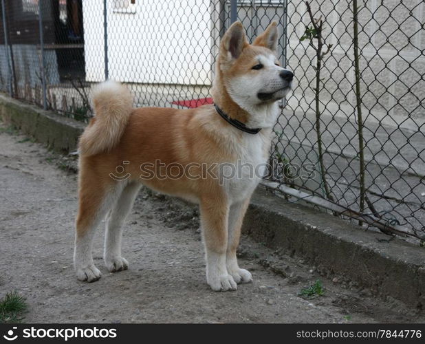 Puppy of great Japanese dog Akita Inu posing in thr yard