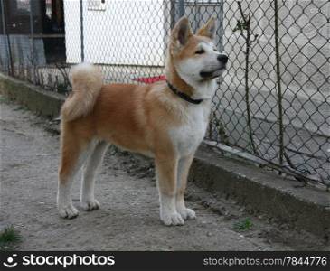 Puppy of great Japanese dog Akita Inu posing in thr yard