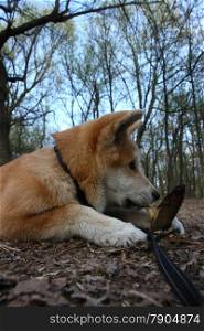 Puppy of Japanese dog Akita Inu having fun with piece of wood