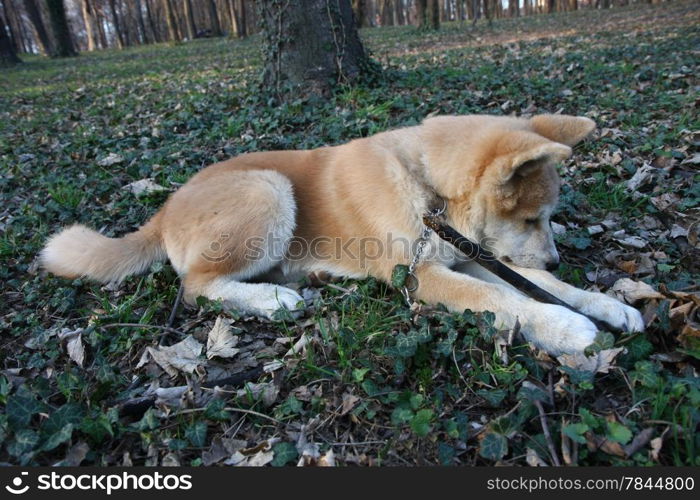 Puppy of Japanese dog Akita Inu playing with bought