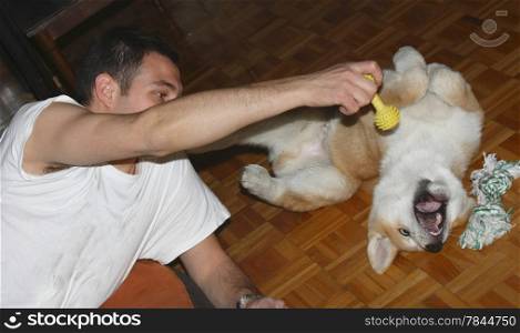 Puppy of Japanese dog Akita Inu playing with his owner