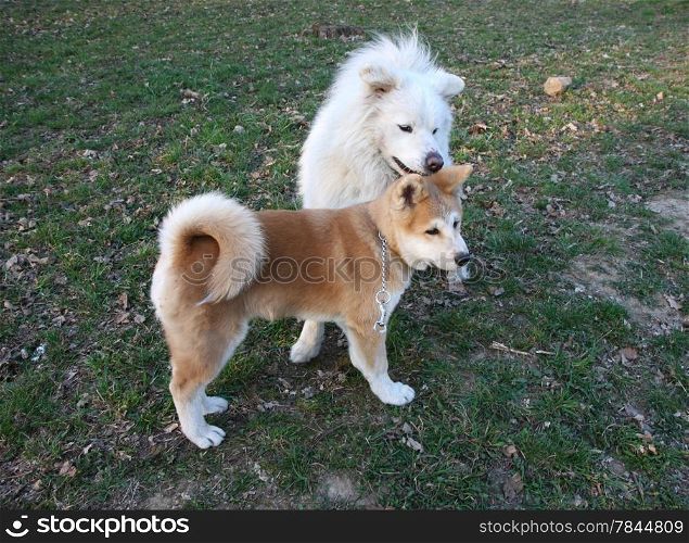 Puppy of Japanese dog Akita Inu playing with Samoyed