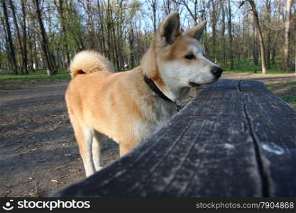Puppy of Japanese dog Akita Inu posing in the forest