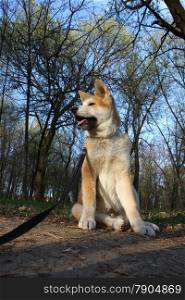 Puppy of Japanese dog Akita Inu posing in the forest