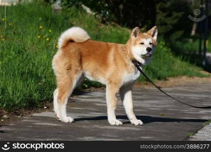 Puppy of Japanese dog Akita Inu posing in the street