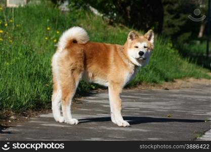 Puppy of Japanese dog Akita Inu posing in the street