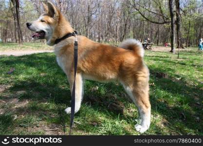Puppy of Japanese dog Akita Inu standing in the forest
