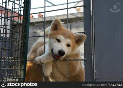 Puppy of Japanese dog Akita Inu wants to get out of the cage