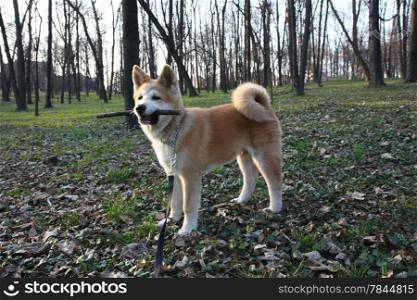 Puppy of Japanese dog Akita Inu with bought in its mouth