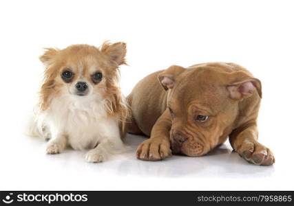 puppy old english bulldog and chihuahua in front of white background