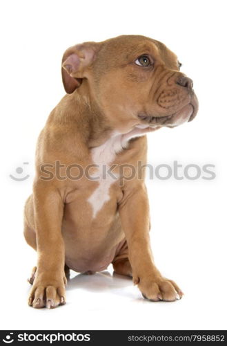 puppy old english bulldog in front of white background