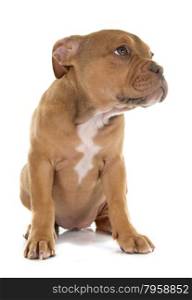 puppy old english bulldog in front of white background
