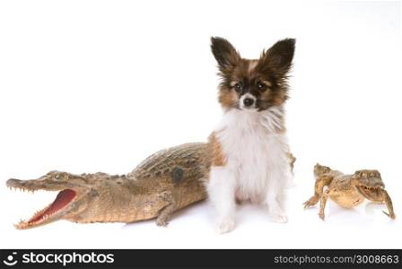 puppy papillon dog and caiman in studio