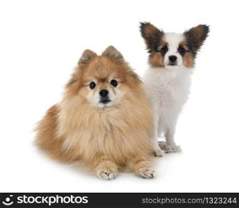 puppy papillon dog and spitz in front of white background