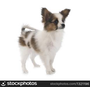 puppy papillon dog in front of white background