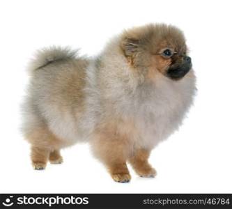 puppy pomeranian dog in front of white background