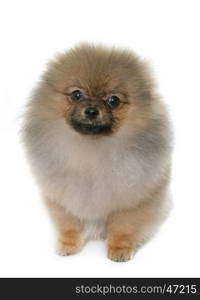 puppy pomeranian dog in front of white background