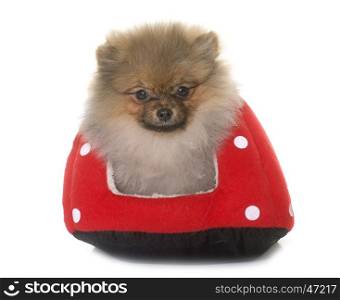 puppy pomeranian in cushion in front of white background