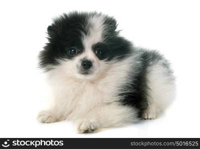 puppy pomeranian spitz in front of white background