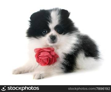 puppy pomeranian spitz in front of white background