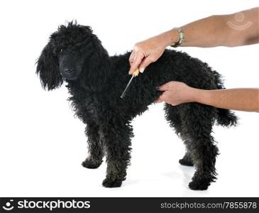 puppy poodle and brush, in front of a white background