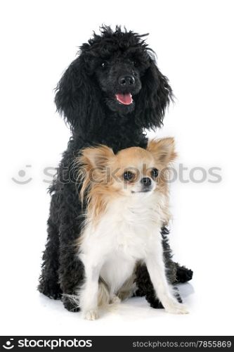 puppy poodle and chihuahua in front of a white background