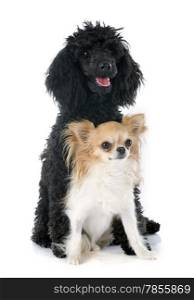 puppy poodle and chihuahua in front of a white background