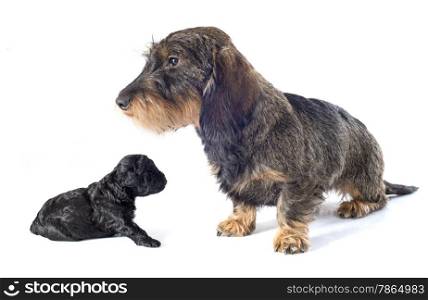 puppy poodle and dachshund in front of white background