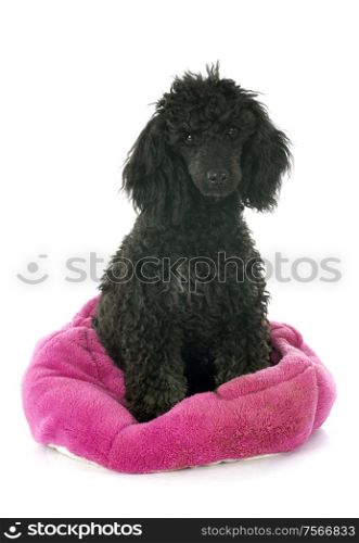 puppy poodle in front of a white background