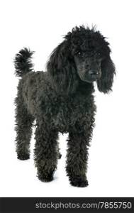 puppy poodle in front of a white background