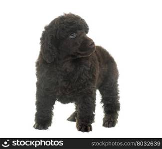 puppy poodle in front of white background