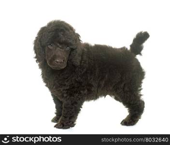 puppy poodle in front of white background