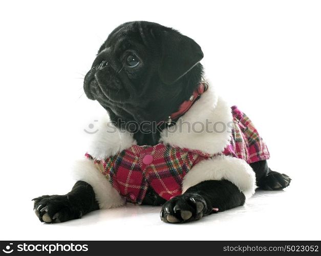 puppy pug in front of white background