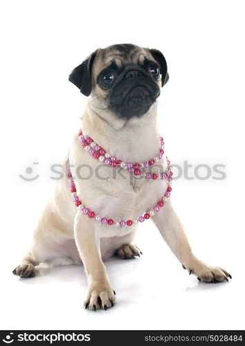 puppy pug in front of white background