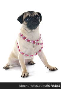 puppy pug in front of white background