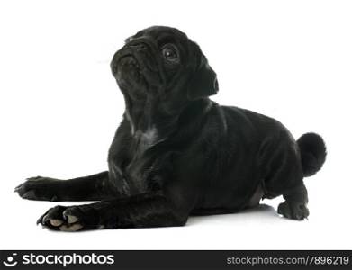 puppy pug in front of white background