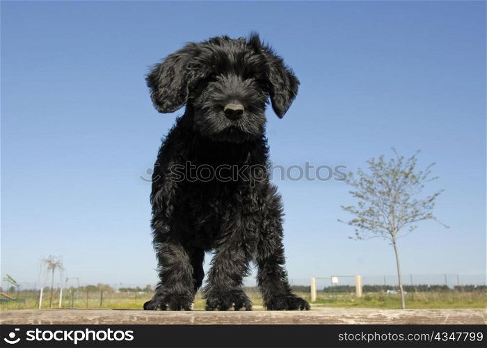 puppy purebred cao de agua or portuguese water dog upright on a table